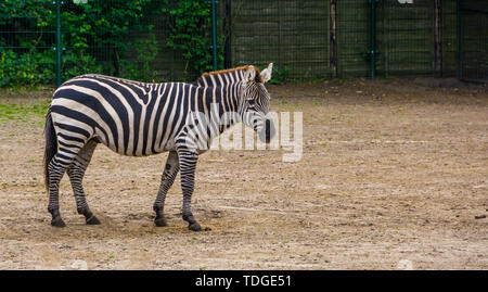 Closeup Portrait eines gewähren, Zebra, tropischen Pferd specie aus Afrika, beliebte Zoo Tier Stockfoto