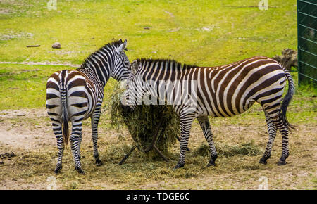 Die beiden Grant zebras Heu essen von der Krippe, Fütterung, in der Nähe der bedrohten Säugetierarten aus der Ebenen von Afrika Stockfoto