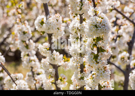 Detail der weißen Kirschblüten im Valdastilla, Valle del Jerte. Stockfoto