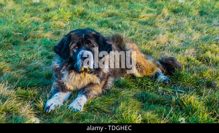 Kaukasischer Schäferhund im Feld mit grünem Gras Stockfoto