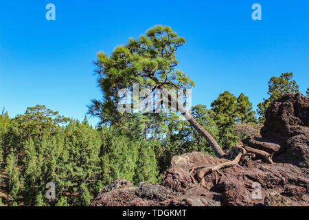 Lonely Kanarische Kiefer (Pinus canariensis) wachsende direkt aus dem Fels, auf Lavafelder. Mirador de los Poleos. Teneriffa. Kanarischen Inseln. Spanien. Stockfoto