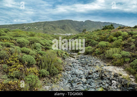 Typische Canyon umgeben von kanarischen endemisch milkweed - Euphorbia balsamifera - in Costa Adeje, im Süden von Teneriffa, die Berge im Hintergrund. Stockfoto