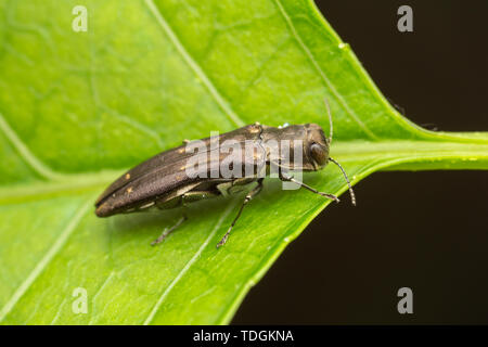 Metallische Holz - langweilige Käfer (Agrilus obsoletoguttatus) auf einem orientalischen Bittersweet (Celastrus orbiculatus) Blatt. Stockfoto
