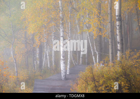 Birke im Herbst, im Stadt Genhe, der Inneren Mongolei gedreht Stockfoto