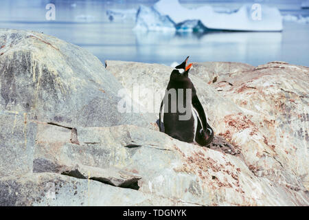 Antarktis, Pinguine, Pinguine, Tiere, Poster, Vögel, Antarktischen Kontinent, Permafrost, Eis und Schnee, Kälte, Schnee, Eis, Fels, Wale, Wissenschaft Forschung Boote Stockfoto