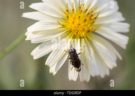 Insekten auf der Wildblumen Stockfoto