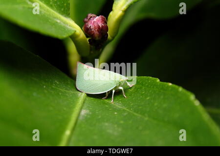Flatidae Planthopper-iphanta acuta" Stockfoto