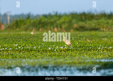 Lonely Reiher Futter in River Delta untiefen Stockfoto