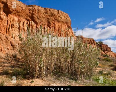 Rote Felsen und wilde Natur an Paraia da Falesia, einem berühmten Paradise Beach in Albufeira an der Algarve in Portugal Stockfoto