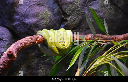 Ruhende wild Green Tree Python auf einem Zweig mit grünen Blättern. Nahaufnahme Seite Profil Portrait von schönen Green Tree python (Morelia viridis). Stockfoto