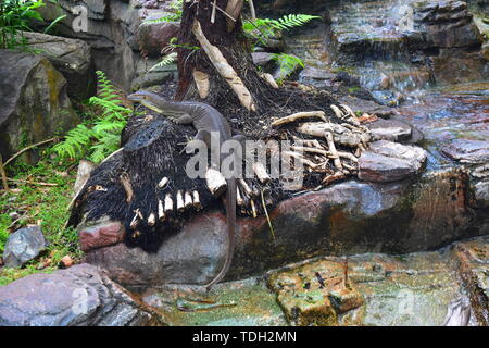 Monitor Spitze Eidechse ist eine große Echse ist Typ Reptil gut entwickelte Gliedmaßen. Varanus nebulosus. Stockfoto