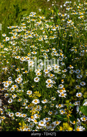 Bush Blumen Gänseblümchen. Kamille closeup auf ein unscharfes Feld Hintergrund. Sommer Wiese, auf dem Blumen close-up wachsen. Stockfoto