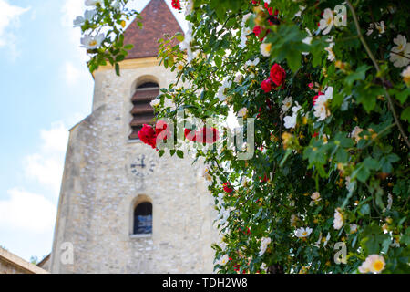 Strauchrosen blühen vor dem Hintergrund der Kapelle. Unscharfer Hintergrund der gotischen Kirche für rote Rosen blühen. Stockfoto