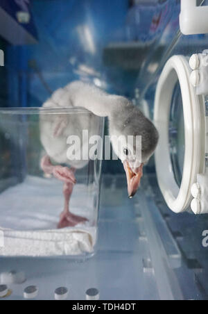 Peking, Guangdong Provinz Chinas. 14 Juni, 2019. Ein Baby Flamingo ist in einem Brutkasten auf die Vögel gezüchtet in Chimelong Vögel Park in Guangzhou, Provinz Guangdong im Süden Chinas, Juni 14, 2019 gesehen. Credit: Liu Dawei/Xinhua/Alamy leben Nachrichten Stockfoto