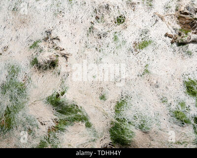 Nahaufnahme meer Textur nasses Gras Küste Küste Stockfoto