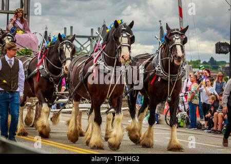 Portland, Oregon, USA - Juni 8, 2019: Söhne & Töchter von Oregon Pioniere im Grand Floral Parade, während Portland Rose Festival 2019. Stockfoto