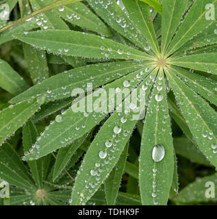 Nahaufnahme von Lupin, treibt und Wassertropfen. Lateinischer Name: Lupinus wölfischen Stockfoto