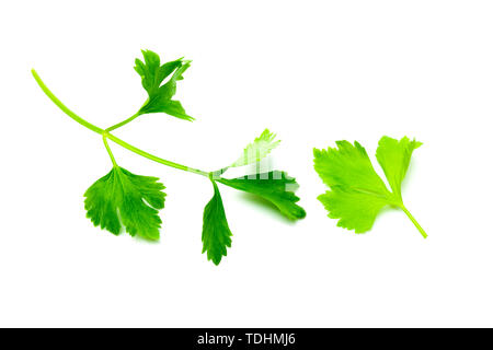 Grüne Sellerieblätter auf weißem Hintergrund. Ansicht von oben und aus der Nähe von sellerieblätter. Stockfoto