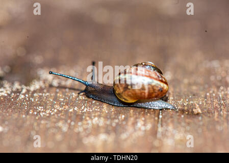 Kleine Schnecke über die Strasse im Sommer Stockfoto