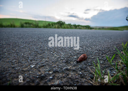 Kleine Schnecke über die Strasse im Sommer Stockfoto