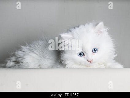 Weißer Perser Katze Katze mit blauen Augen blickte nach unten an der Kamera isoliert auf weißem backgrownd-text Platz liegend - Stockfoto