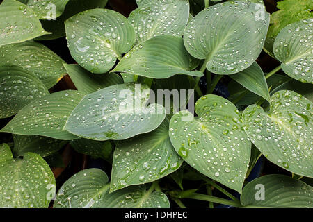 Schöne Tropfen transparent Regenwasser auf grünem Blatt Makro. Viele Tautropfen am Morgen. Schöne Blatt Textur in der Natur. Natürliche Hintergrund. Stockfoto