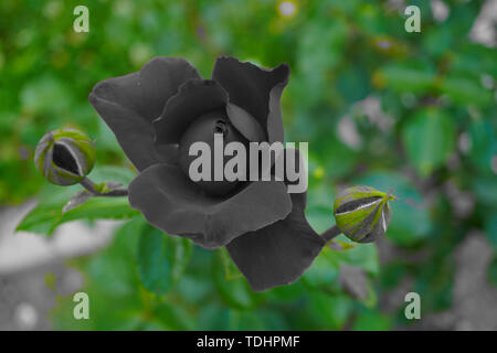 In der Front eine Rose in schwarz und der Hintergrund gehalten in Farbe Stockfoto