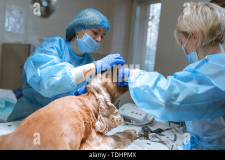 Veterinärmedizin Zahnheilkunde. Zahnarzt Chirurg Tierarzt mit einem Assistenten, reinigt und pflegt die Zähne des Hundes unter Anästhesie auf dem OP-Tisch in einer Ve Stockfoto