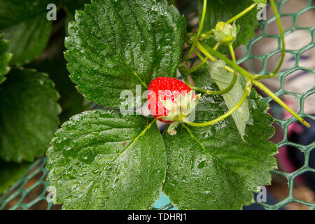 Everbearing Erdbeerpflanzen in einem erhöhten Bett Garten in Issaquah, Washington, USA wachsenden Stockfoto