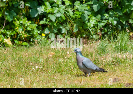 Eine Aktie Taube Columba oenas, auf dem Boden in einem Vorort Garten. Stockfoto