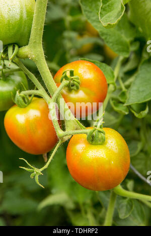 Stupice Tomaten wachsen in einem Garten in Issaquah, Washington, USA Stockfoto