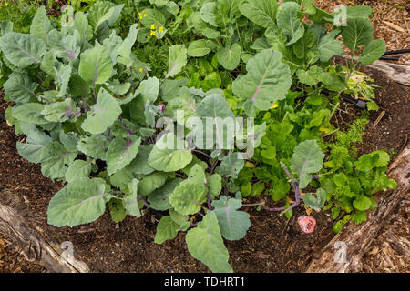 Kale, bok Choi und Collard Greens in einem Garten in Issaquah, Washington, USA wachsenden Stockfoto