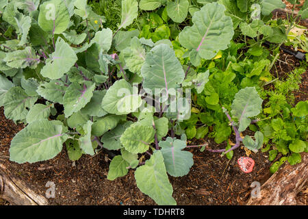 Kale, bok Choi und Collard Greens in einem Garten in Issaquah, Washington, USA wachsenden Stockfoto