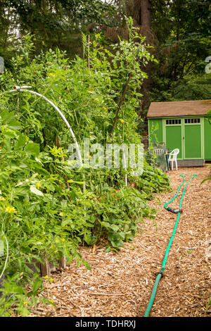 Pfad durch das Mirrormont Pea Patch Gemeinschaft Gemüsegarten in Richtung Werkzeug in Issaquah, Washington, USA. Tomaten wachsen auf der linken Seite Stockfoto