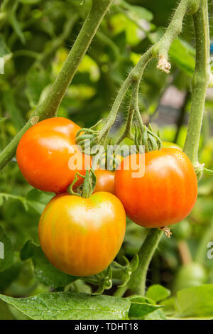 Stupice Tomaten wachsen in einem Garten in Issaquah, Washington, USA Stockfoto