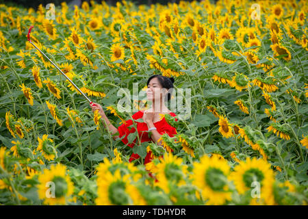 Eine weibliche Touristen trägt einen roten Mantel nimmt eine selfie in einem Meer von 100 Hektar Sonnenblumen in Beijing Olympic Forest Park Stockfoto