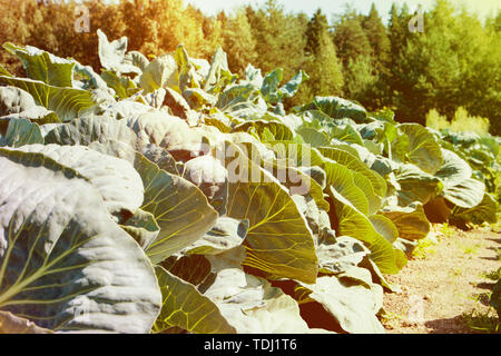 Organische Gewächshaus. Reif Kohl wächst in einer sehr großen Werk in einem kommerziellen Gewächshaus. Stockfoto