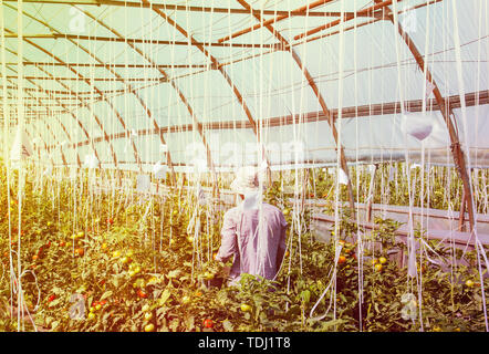 Organische Gewächshaus. Tomaten ernten Früchte wachsen in eine sehr große Anlage in einem kommerziellen Gewächshaus. Stockfoto