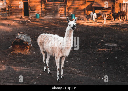 Lustig Weiß Lama steht in Voliere im Zoo und blickt voraus, Herbst sonniger Tag, der Region Kaliningrad, Fotografie in warmen Farben. Stockfoto