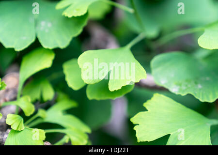 Dies ist eine Nahaufnahme eines grünen ginkgo Baum Blatt Stockfoto