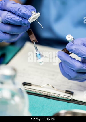 Krankenschwester bereitet Venenkatheter von langer Dauer in einem Krankenhaus, Zugriff auf die Innewohnung Zentralvenösen Linien, konzeptionelle Bild Stockfoto