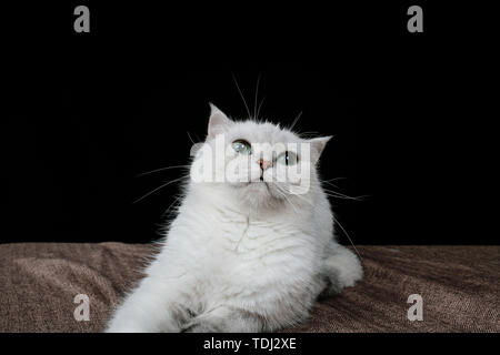 Haustier Katze Fotografie Stockfoto