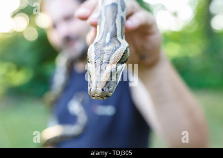 Leiter der Netzpython in die Hände des Menschen Stockfoto