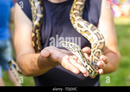 Leiter der Netzpython in die Hände des Menschen Stockfoto