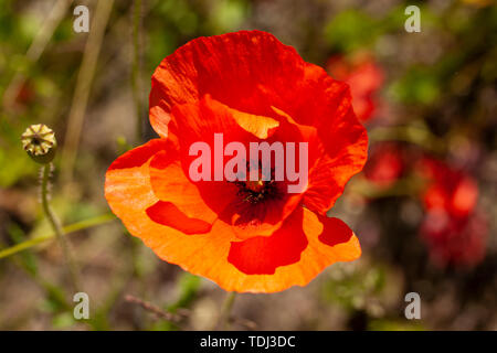 Roter Mohn Blume oder in Lateinamerika Mohn Klatschmohn poppy. nach oben Bild schließen. Stockfoto