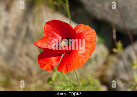 Roter Mohn Blume oder in Lateinamerika Mohn Klatschmohn Poppy. Schließen Sie herauf Bild. Stockfoto