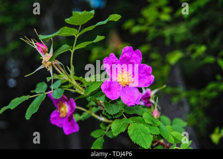 Niederlassungen der Blüte Hagebutten auf einem Hintergrund von Verschwommenes grün. Schönen natürlichen Hintergrund mit Blumen von einem dogrose. Stockfoto