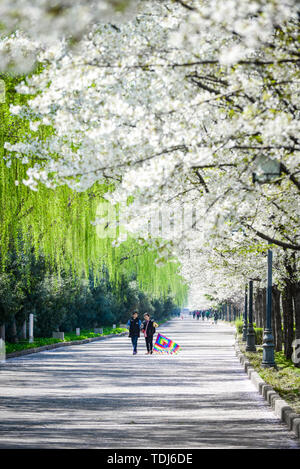 Kirschblüten im Luopu Park, Luoyang Stockfoto