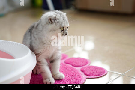 Kätzchen, Ohr - Folding cat. Stockfoto