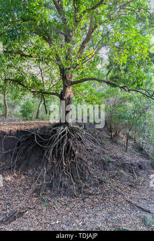 Noch ein grüner Baum, aber bereits ohne den Boden unter den Wurzeln durch Bodenerosion durch menschliche Tätigkeit verursacht. Foto Stockfoto